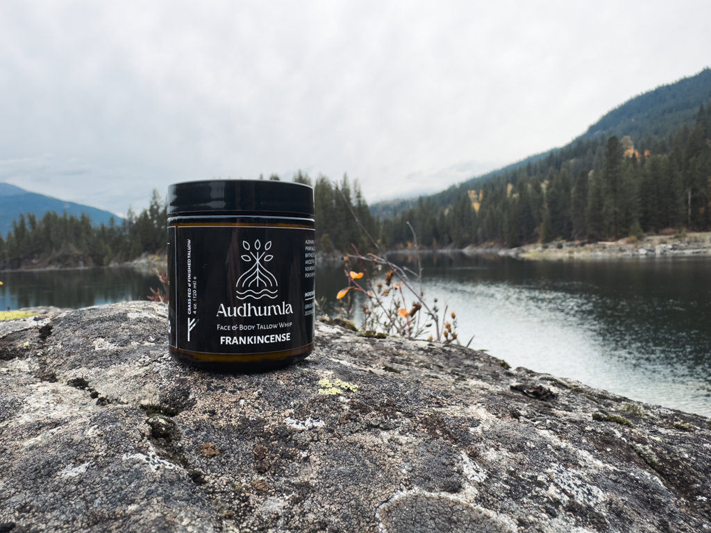 Audhumla Tallow at the lake